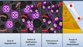 Istologia 30  Osso  Ossificazione indiretta [upl. by Ernestus]