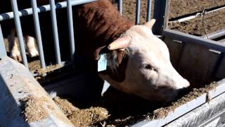 Tucumcari Bull Performance Test using new technology [upl. by Nilde]