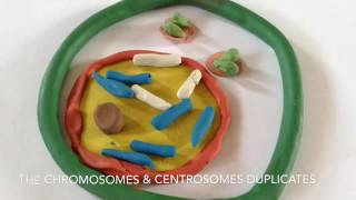 Mitosis  GCSE Biology Revision [upl. by Cofsky]