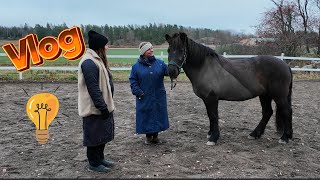 STALLVLOGG Clinic realtionsbaserad hästträning [upl. by Eelarbed449]