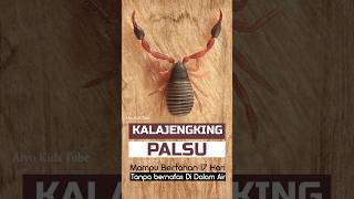 KIRAIN INI KALAJENGKING faktaunik informasihewan hewan animalshorts insects scorpion [upl. by Nodnar]