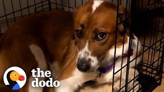 Rescue Dog Stayed in Her Crate For Five Days Until She Realized She Was Home  The Dodo [upl. by Aikenahs267]