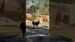 Bontebok San Diego Zoo africa safari africananimals4k wildlife nature animals [upl. by Quartus]