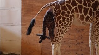 April the giraffe gives birth to calf in New York zoo [upl. by April630]