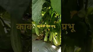 Green Cucumber Nethra Prabhu comments for seeds availability and Join my channnel [upl. by Golter948]