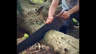 Cutting logs with an old cross cut saw [upl. by Vernita]