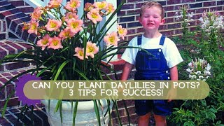 How to Grow Daylilies in Containers  Oakes Daylilies [upl. by Polloch]