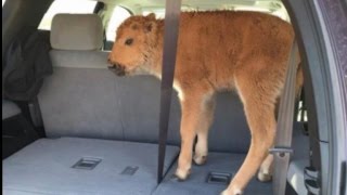 New Video Shows Bison Calf Before Being Euthanized at Yellowstone Park [upl. by Alexa14]