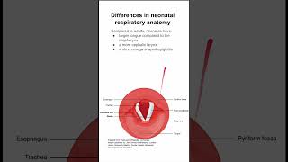 Differences in neonatal respiratory anatomy [upl. by Yonit]