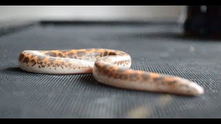 Sand Boa Care Guide 2022 Should you get one My pet snake and fun facts [upl. by Adnolor552]