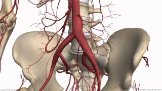 Inferior Mesenteric Artery  Anatomy Tutorial [upl. by Mil]