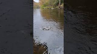 Lehigh River fall Brown Trout on the Pin minnow 👍 [upl. by Aerda]