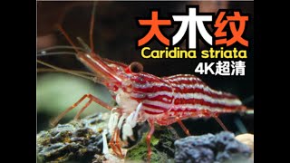 Caridina striata  Red Line Shrimp  大木纹 [upl. by Dee Dee]