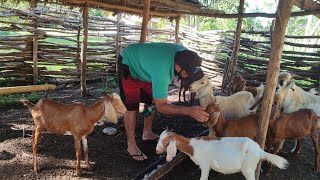 CRIAÇÃO DE CABRAS NO PERÍODO DO INVERNO EXIGEM MUITA ATENÇÃO E COIDADO [upl. by Rochus]