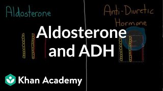 Aldosterone and ADH  Renal system physiology  NCLEXRN  Khan Academy [upl. by Nims]