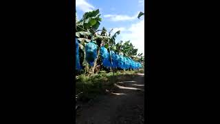 Acarreo de fruta de banano con la araña o tractor aéreo [upl. by Natsyrt]