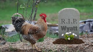 RIP Wyatt  You Will Be Missed [upl. by Freeman]