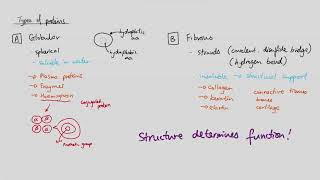 AS Biology  Types of proteins OCR A Chapter 37 [upl. by Gussman]