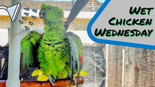 Charlie Murphy the Parrot shower time Wet chicken Wednesday [upl. by Dugald]