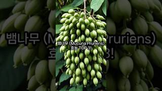 뱀나무 Mucuna Pruriens의 효능 TOP 3 [upl. by Lorrin]