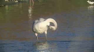 Whooper swan，黃嘴天鵝大天鹅 [upl. by Gaye]