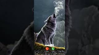 Dog Message Ringtone  Best sms tone  Notification Ringtone  notification sound [upl. by Stirling]