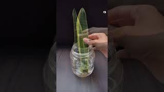 Propagate snake plant from cutting shorts snake plants garden [upl. by Chiang278]