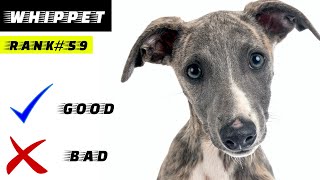 Whippet Pros And Cons [upl. by Fredelia]