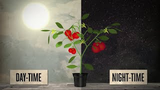 DIF and optimum day and night temperatures for plants  EP05 S2 by CANNA [upl. by Analat765]