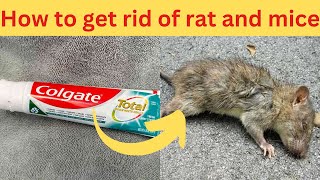 How to get rid of rat and mice from your home easy and simple way [upl. by Corb371]