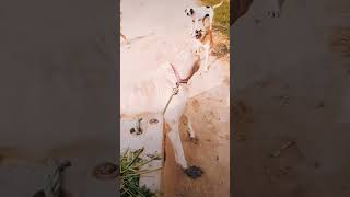 Devil pitbull dog breedpitbullfacts dog pitbull facts punjabi punjabisong music shorts [upl. by Perice642]