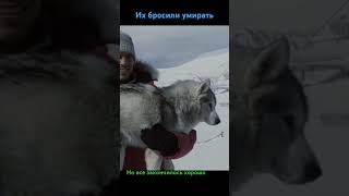 Хаски Husky eightbelow белыйплен полуокер PaulWalker фильмыпрособак like драма собаки [upl. by Amelina]