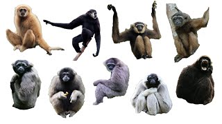 9 Species of Gibbons  Genus Hylobates Family Hylobatidae primates [upl. by Narrat]