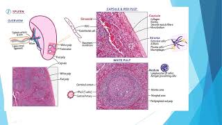 Spleen disorders and Hypersplenism [upl. by Ketchan]