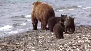 Bärenmutter mit drei diesjährigen Jungen  beim Fischen  im Kurilensee © [upl. by Eiramlatsyrk769]