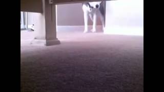 Reverse Hide N Seek Vine By Joey Ahern and Steel the Husky [upl. by Markson502]