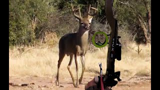 Biggest Coues Buck Ever Arrowed On Video [upl. by Eadwina]