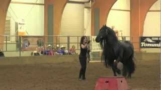 FRIESIAN STALLION UNBELIEVABLE Frederik the Great [upl. by Bittner106]