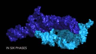 The Origins and Evolution of the Ribosome [upl. by Nappy]