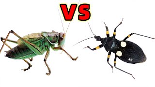 Ferocious Grasshopper VS Assassin bug See who is stronger [upl. by Lipp]