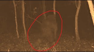 Connersville Sasquatch Captured on Game Camera [upl. by Friedland]