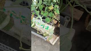 Bush beans harvest youtubeshorts gardening shortvideo shorts [upl. by Nahtannhoj]