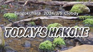 本日のハコネ 仙石原 Todays Hakone Sengokuhara 202435Cloudy [upl. by Kip]