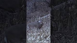 HUGE WISCONSIN WHITETAIL WATCHED HIM FALLhunting deer reels shortsmathewsarchery whitetails [upl. by Jaddo]