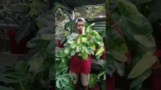 Philodendron Brulemarx Variegata Tanaman tersedia di Fest Garden Kontak Kami  087705445615 [upl. by Brunk]