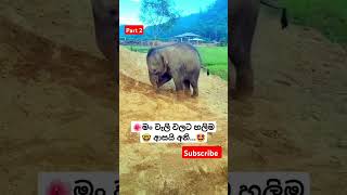 Chiki Chiki Bom Bom Rosa Kele Api ytshorts short trending Song Tiktok shortvideo Elephant 🥰 [upl. by Hagen976]