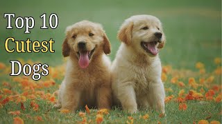 10 Cutest Dogs That Will Melt Your Heart ❤️  Surprising Facts [upl. by Iahk790]