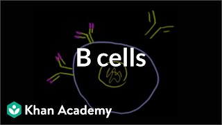 B lymphocytes B cells  Immune system physiology  NCLEXRN  Khan Academy [upl. by Hsara]