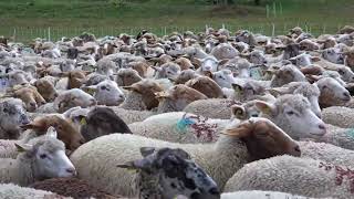 Flock of Sheep with Sound Effects  Sheep Sound Effects  Farm Animal Sounds for Editing [upl. by Inamik604]