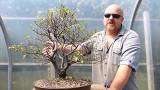 Copy of Pruning Deciduous Bonsai Trees [upl. by Donal]